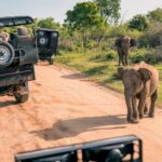 horizonpearltours_Safari
