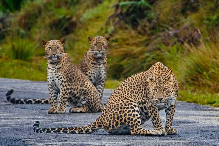 Sri Lanka leopards family in the wild